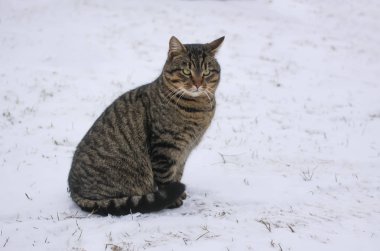 Kışın açık havada taze kar üzerinde genç, korkusuz kedi..