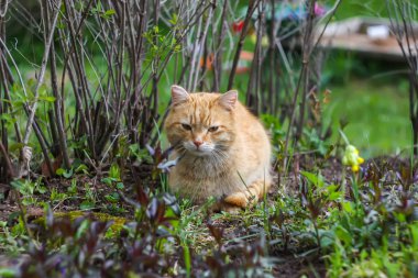 Bir ülke bahçesinde yaz çim zemin üzerine yeşil gözlü genç aktif kırmızı kedi.