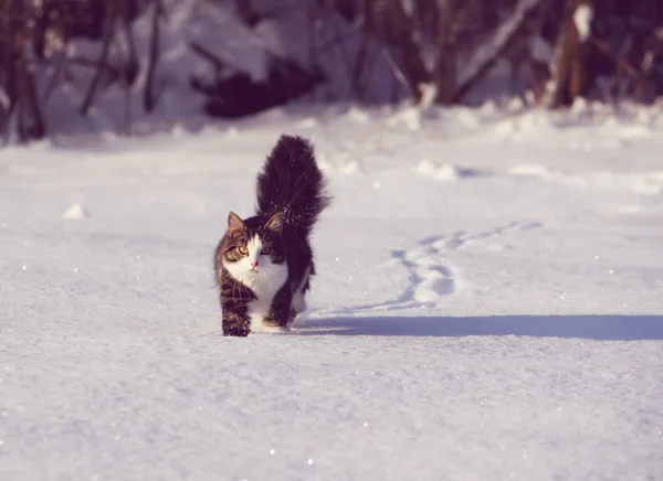 Schattige Jonge Kat Met Een Pluizige Staart Een Sneeuwveld Cover — Stockfoto
