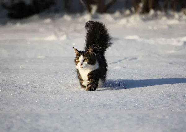 Gato Jovem Adorável Com Rabo Fofo Uma Cobertura Campo Neve — Fotografia de Stock