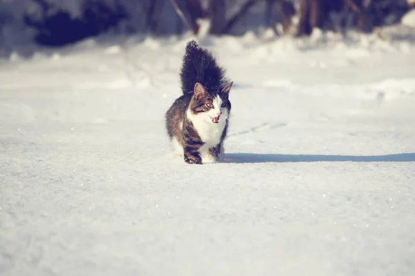 Очаровательный Молодой Кот Пушистым Хвостом Снежном Покрове Зимой — стоковое фото