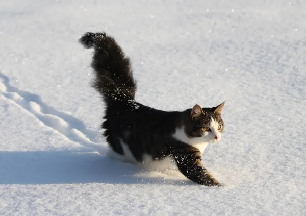 Güzel Pofuduk Kedi Taze Karda Koşuyor — Stok fotoğraf