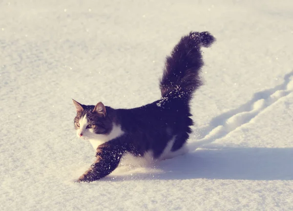 Güzel Pofuduk Kedi Taze Karda Koşuyor — Stok fotoğraf