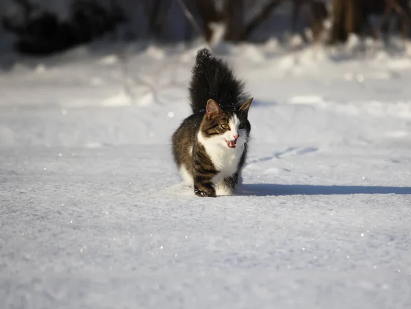Adorable young cat with a fluffy tail on a snow field cover at winter