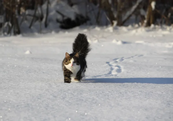 Entzückende Junge Katze Mit Einem Flauschigen Schwanz Auf Einem Schneefeld — Stockfoto