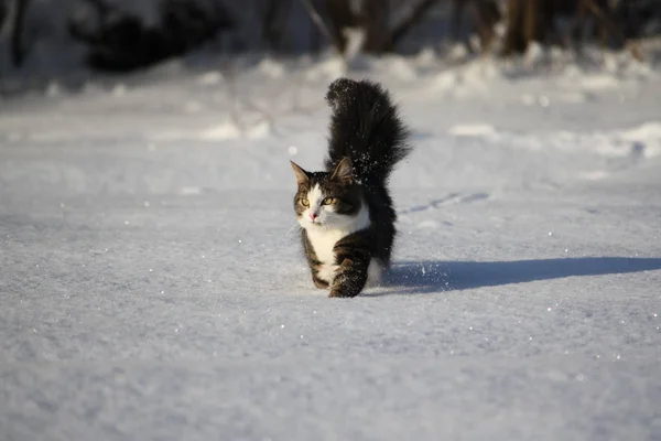 Adorable young cat with a fluffy tail on a snow field cover at winter