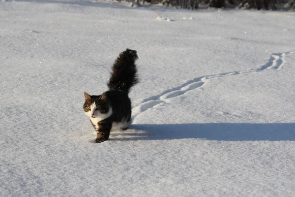 冬の雪原カバーにふわふわの尾を持つ愛らしい若い猫 — ストック写真