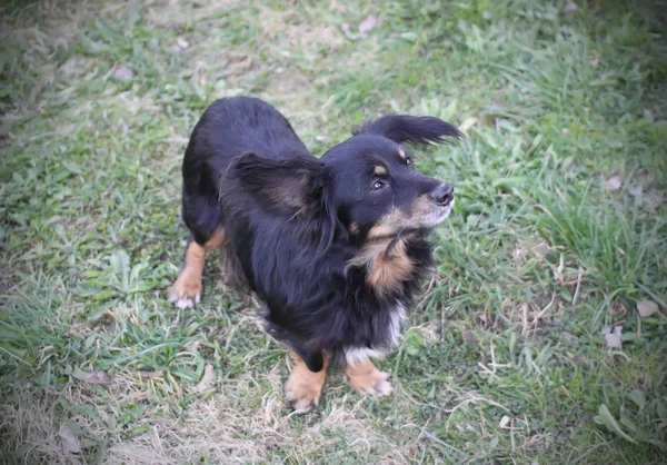 Perro Negro Aire Libre — Foto de Stock