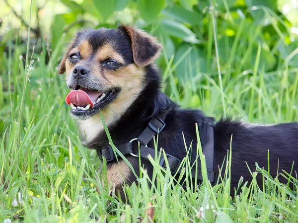 坐在绿草上的有趣的狗 — 图库照片