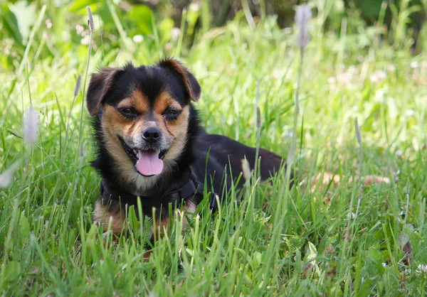 坐在绿草上的有趣的狗 — 图库照片