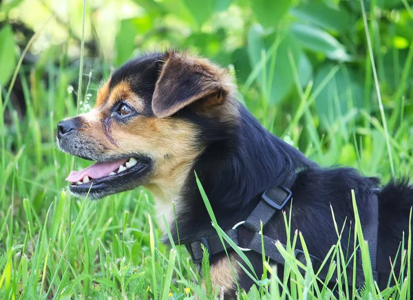 Cão Engraçado Sentado Uma Grama Verde — Fotografia de Stock