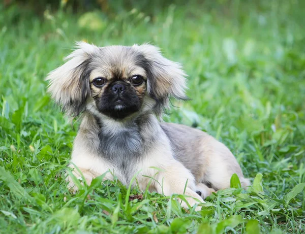 Cão Engraçado Sentado Uma Grama Verde — Fotografia de Stock