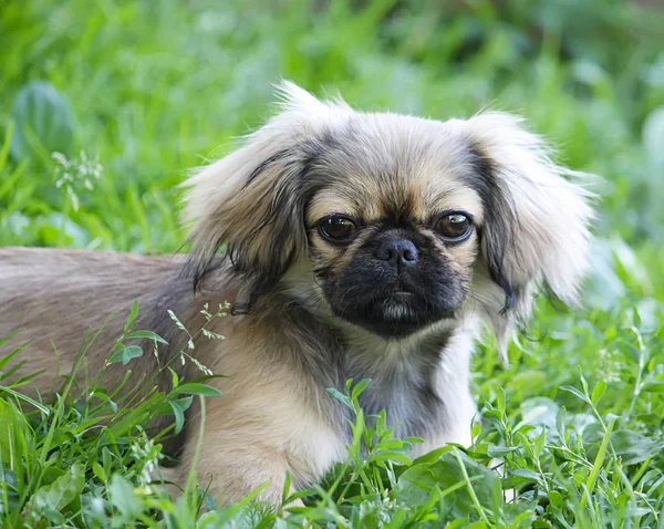 Cão Engraçado Sentado Uma Grama Verde — Fotografia de Stock