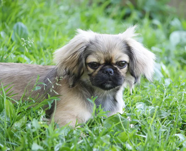 Cão Engraçado Sentado Uma Grama Verde — Fotografia de Stock