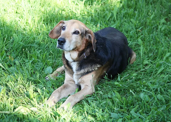 Funny Dog Sitting Green Grass — Stock Photo, Image