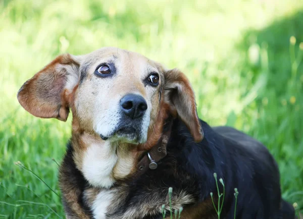 Yeşil Çimenlerin Üzerinde Oturan Komik Köpek — Stok fotoğraf