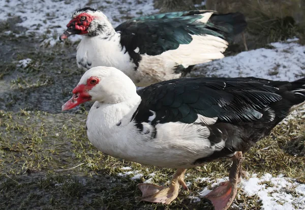 Çiftlik Arka Planında Evcil Ördek Eski Efekt Biçimi — Stok fotoğraf