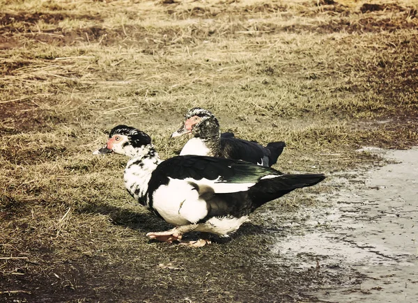 Çiftlik Arka Planında Evcil Ördek Eski Efekt Biçimi — Stok fotoğraf