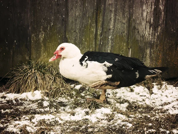 Domestic Duck Farm Yard Background Vintage Effect Style — Stock Photo, Image