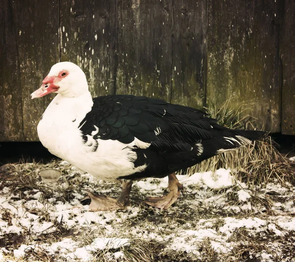 Domestic Duck Farm Yard Background Vintage Effect Style — Stock Photo, Image