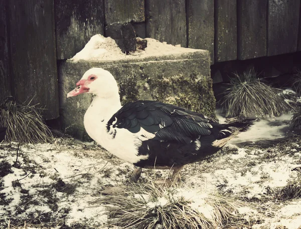 Domestic Duck Farm Yard Background Vintage Effect Style — Stock Photo, Image