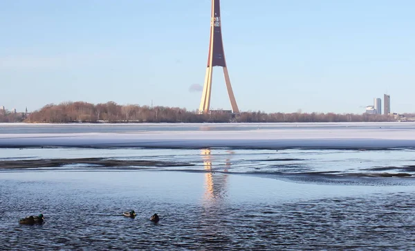 Canards Sauvages Nageant Sur Rivière Daugava Hiver Riga Lettonie Europe — Photo