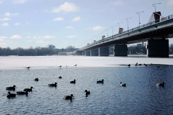 东欧里加冬季在多加瓦河上游泳的野鸭 — 图库照片