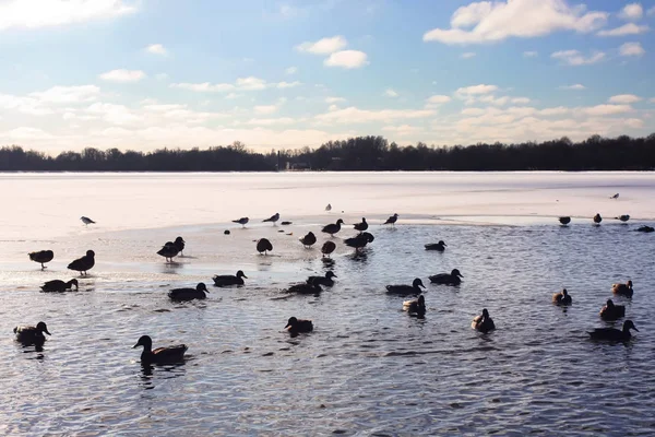 东欧里加冬季在多加瓦河上游泳的野鸭 — 图库照片