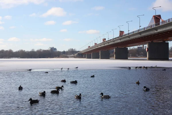 Άγρια Πάπιες Που Κολυμπούν Στον Ποταμό Daugava Χειμώνα Στη Ρίγα — Φωτογραφία Αρχείου