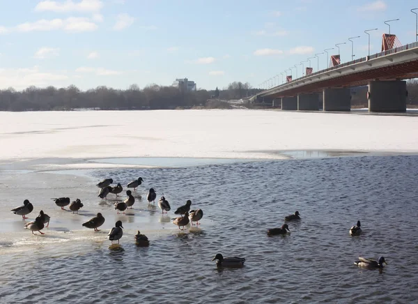 Patos Selvagens Nadando Rio Daugava Inverno Riga Letônia Europa Oriental — Fotografia de Stock