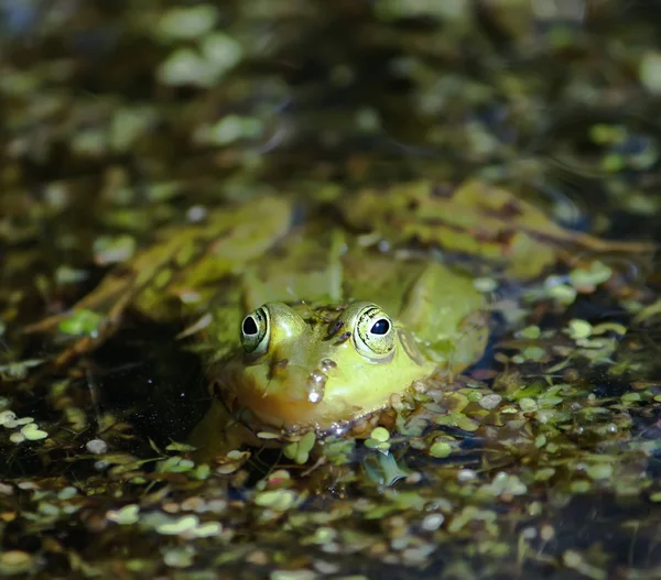 Grüner Frosch Schwimmt Frühling Teich — Stockfoto