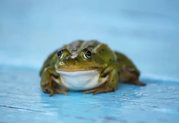 Groene Kikker Zittend Een Houten Plank Buiten — Stockfoto