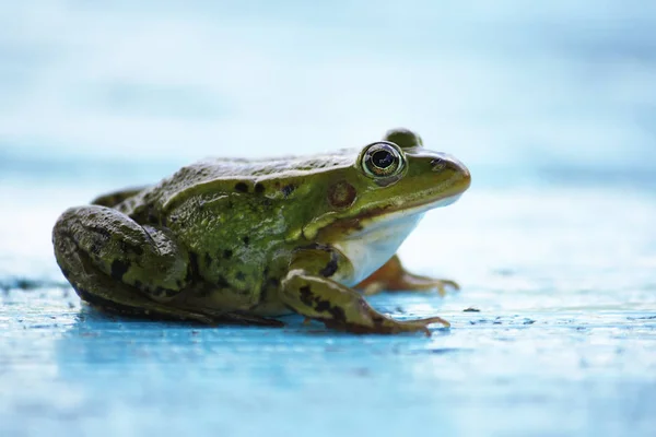 屋外の木製の板に座っている緑のカエル — ストック写真