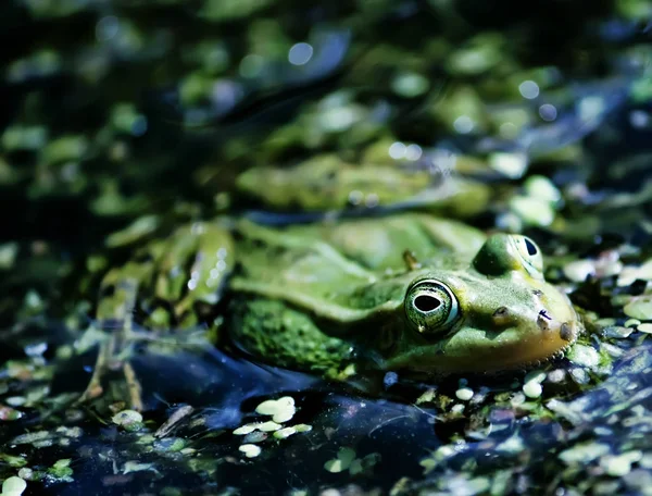 緑のカエルがダックウィードで池を泳いでいる — ストック写真