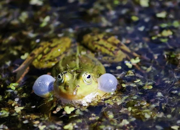 Groene Kikker Zwemmen Vijver Met Eendenkroos — Stockfoto