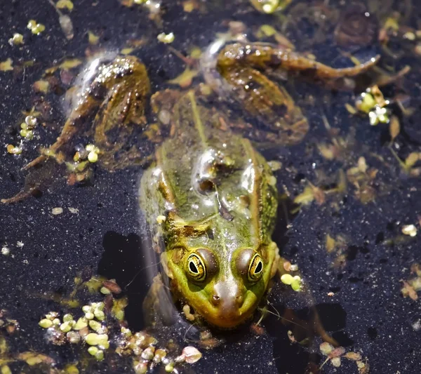 Grüner Frosch Schwimmt Mit Wasserlinse Teich — Stockfoto