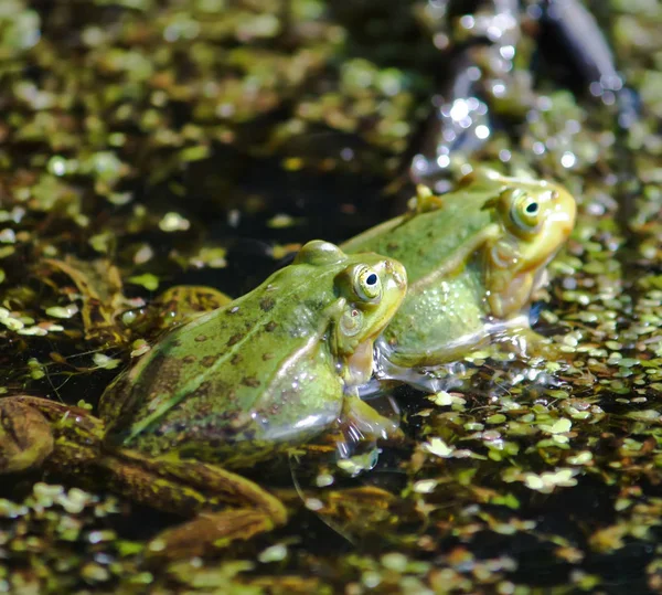 緑のカエルがダックウィードで池を泳いでいる — ストック写真