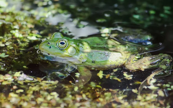 青蛙带着浮藻在池塘里游泳 — 图库照片