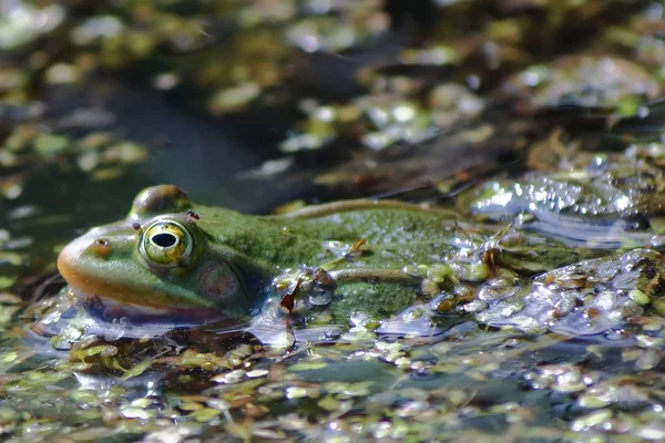 青蛙带着浮藻在池塘里游泳 — 图库照片