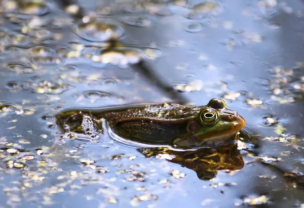 Πράσινος Βάτραχος Κολυμπά Στη Λίμνη Παπάκι — Φωτογραφία Αρχείου