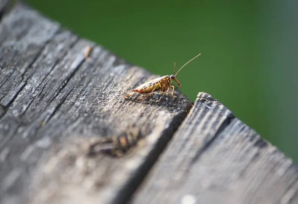 Een Beetje Bittertje Houten Ondergrond Wilde Natuur — Stockfoto