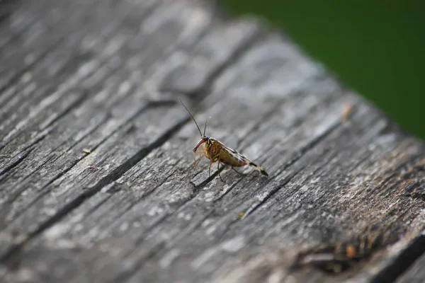 Little Bittle Wooden Surface Wild Nature — 스톡 사진