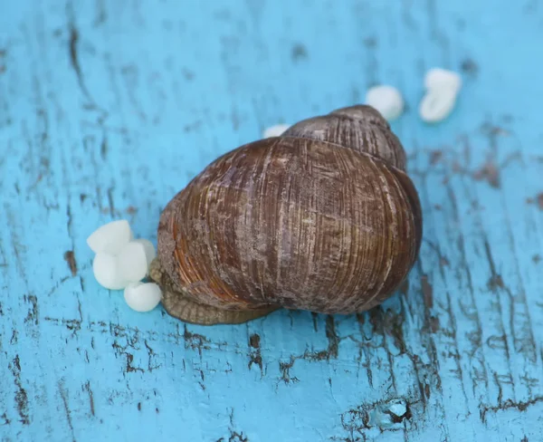 蜗牛在户外的木制表面下蛋 蜗牛繁殖 — 图库照片