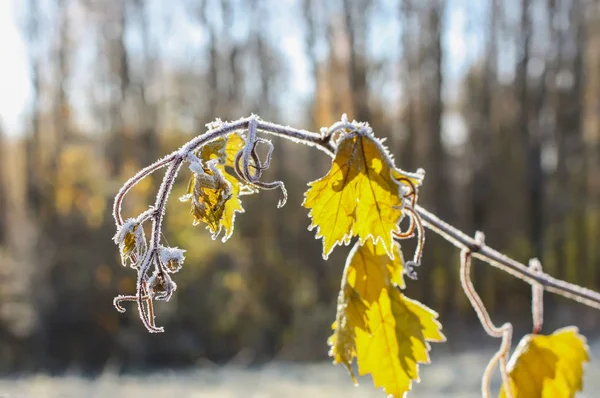 Première gelée dans le parc d'automne. Tôt le matin de novembre . — Photo