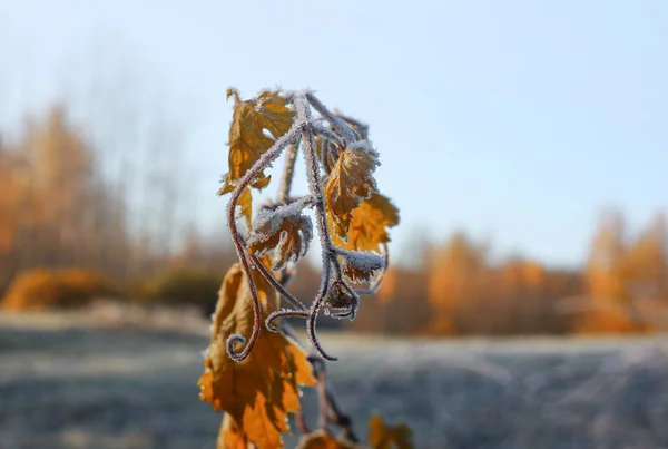 First frost in autumn park. Early morning in november. — 스톡 사진