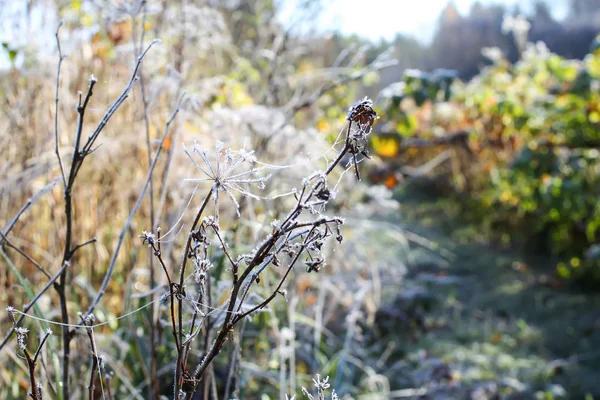 Primera helada en el parque de otoño. Temprano en la mañana de noviembre . — Foto de Stock