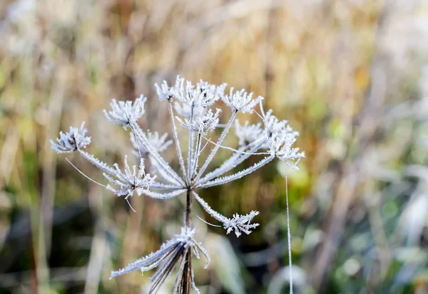 Erster Frost im Herbstpark. früher Morgen im November. — Stockfoto