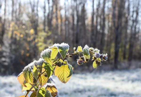 Frost auf den grünen Himbeerblättern — Stockfoto