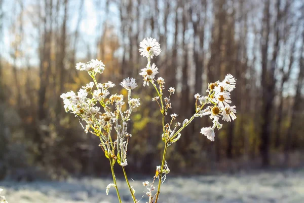 Erster Frost im Herbstpark. früher Morgen im November. — Stockfoto