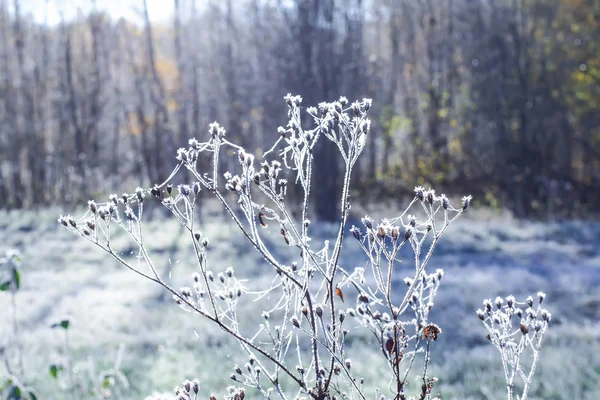 Erster Frost im Herbstpark. früher Morgen im November. — Stockfoto